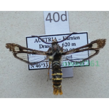 Pennisetia hylaeiformis (Laspeyres, 1801) Austria40d